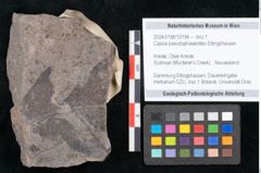 Foto (Objekt + Etikett) von Cassia pseudophaseolites Ettingshausen (NHMW-GEO-2024-0188-10194)